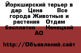 Йоркширский терьер в дар › Цена ­ 1 - Все города Животные и растения » Отдам бесплатно   . Ненецкий АО